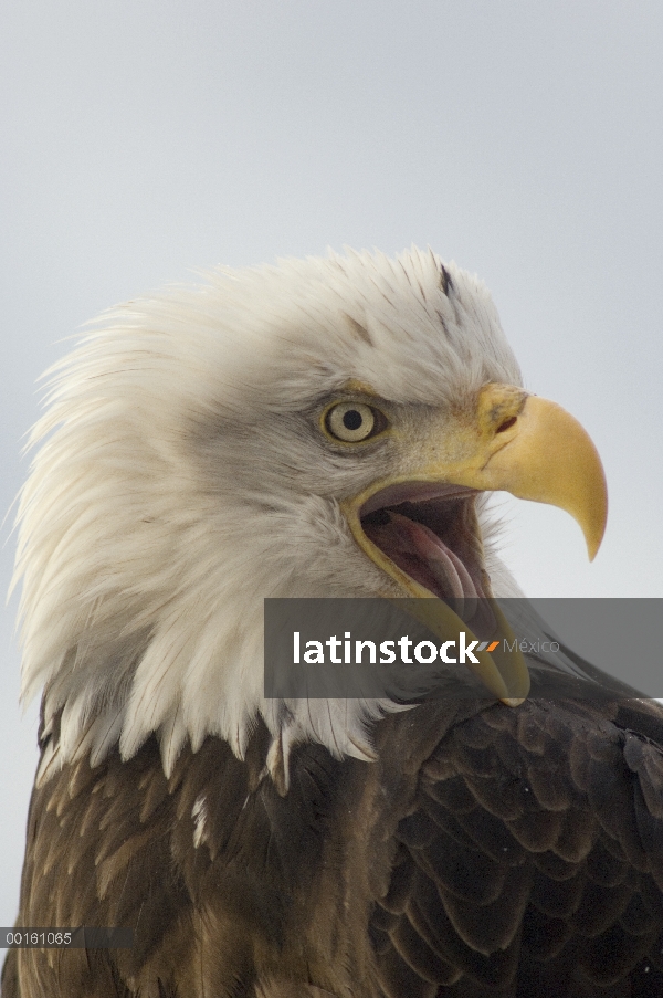 Águila calva (Haliaeetus leucocephalus) llamar, Alaska