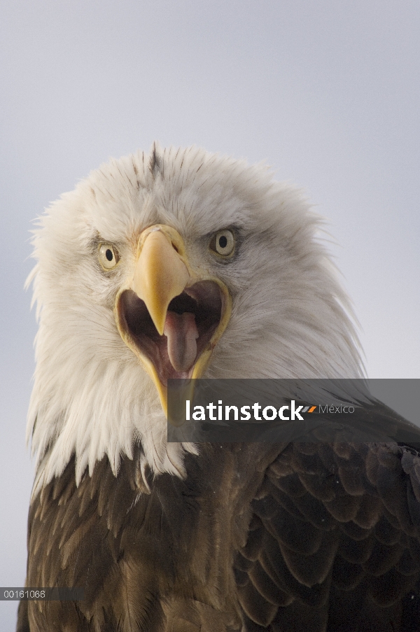 Águila calva (Haliaeetus leucocephalus) llamar, Alaska