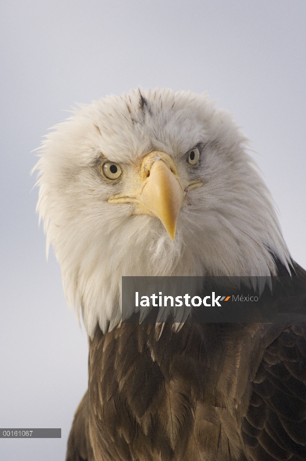 Retrato de águila calva (Haliaeetus leucocephalus), Alaska