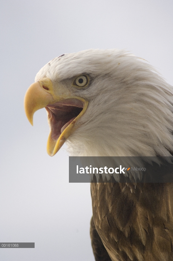 Águila calva (Haliaeetus leucocephalus) llamar, Alaska