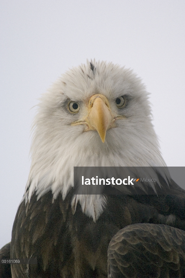 Retrato de águila calva (Haliaeetus leucocephalus), Alaska