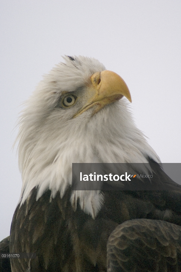 Retrato de águila calva (Haliaeetus leucocephalus), Alaska