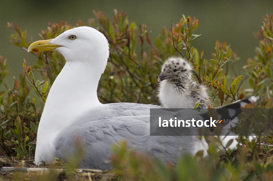 Gaviota argéntea (Larus argentatus) recién nacido y adulto chick, Alaska