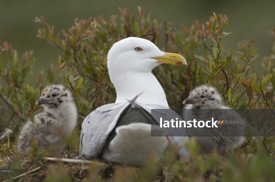 Gaviota argéntea (Larus argentatus) polluelos recién nacidos y adultos, Alaska