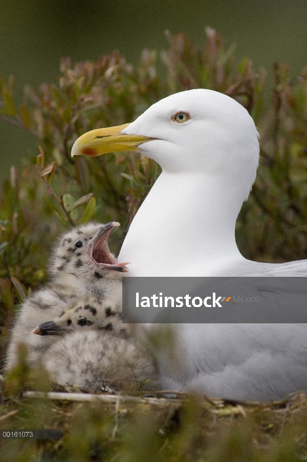 Gaviota argéntea (Larus argentatus) polluelos recién nacidos y adultos con un pollito, mendigando co