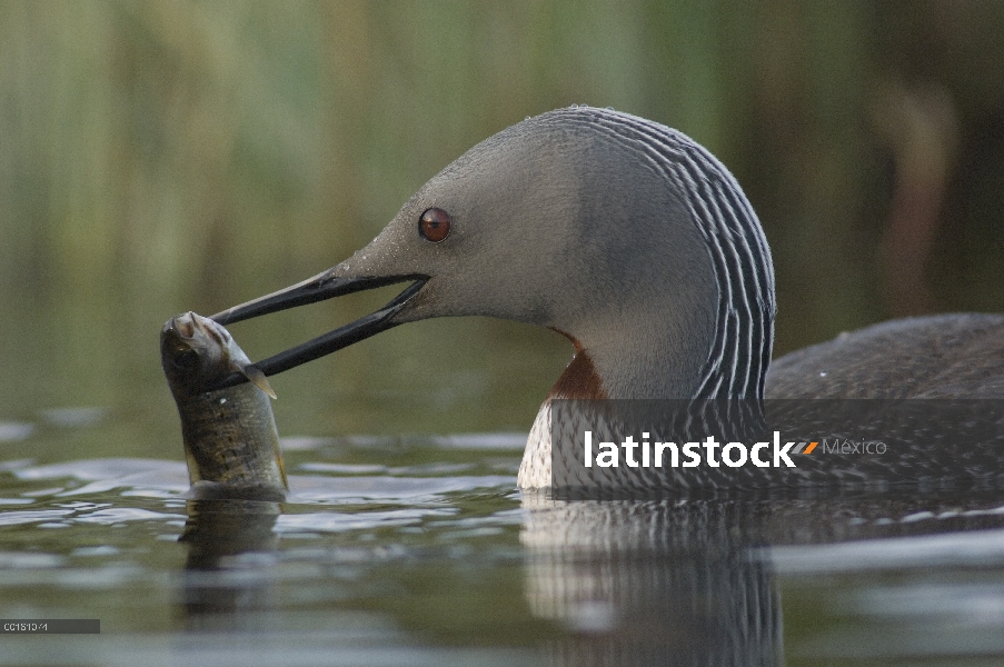 Garganta Roja Loon (Gavia stellata) con pescado para jóvenes, Alaska