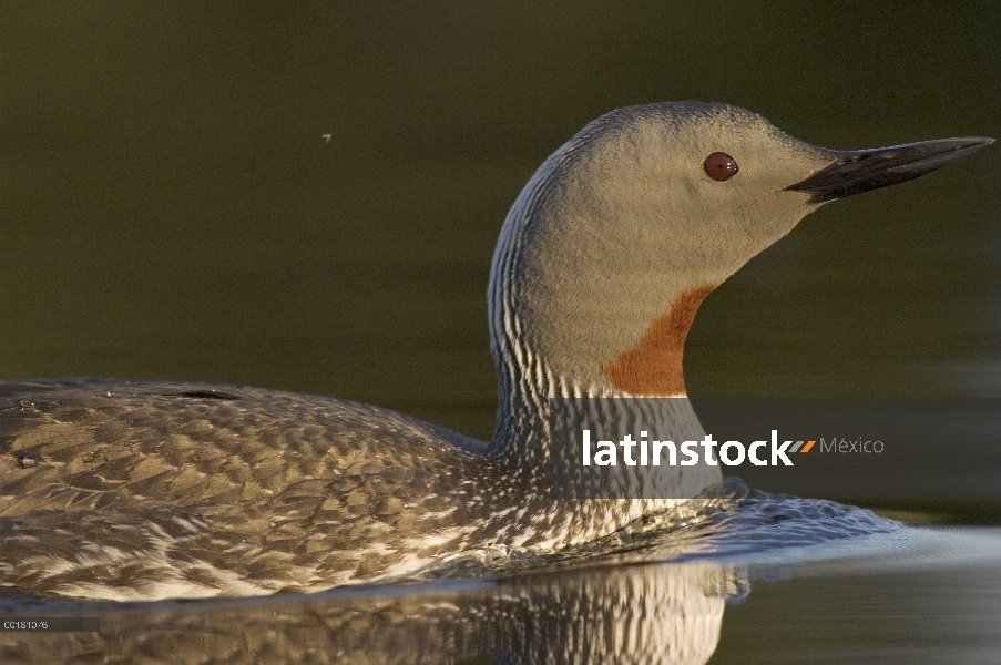 Garganta Roja Loon (Gavia stellata) en el agua, Alaska