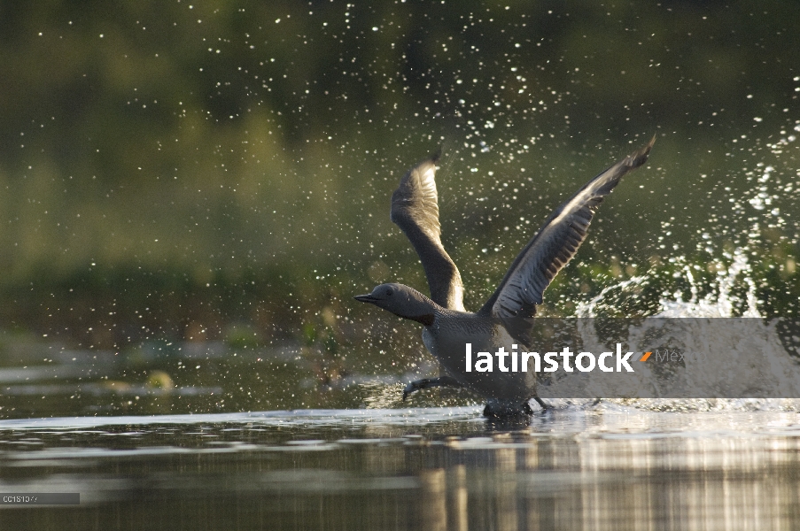 Garganta Roja Loon (Gavia stellata) tomando vuelo desde el agua, Alaska