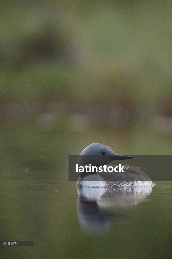 Garganta Roja Loon (Gavia stellata) en el agua, Alaska