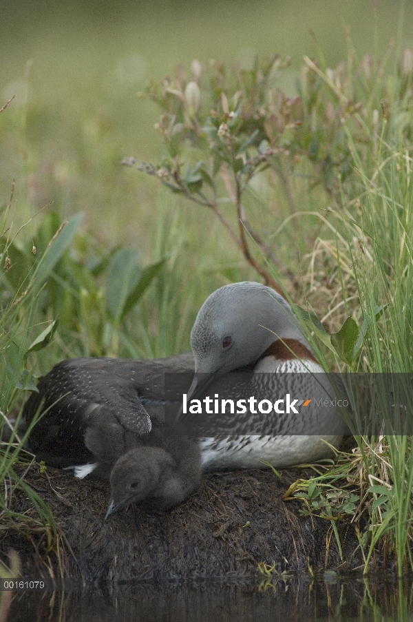 Garganta Roja Loon (Gavia stellata) con polluelo en el nido, Alaska