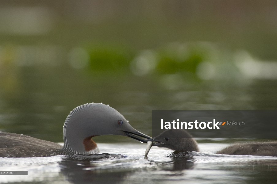 Garganta Roja Loon (Gavia stellata) alimentación de los peces a chick, Alaska