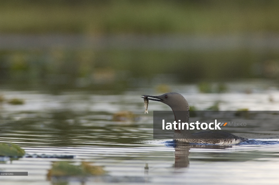 Garganta Roja Loon (Gavia stellata) con pescado para alimentar a jóvenes, Alaska