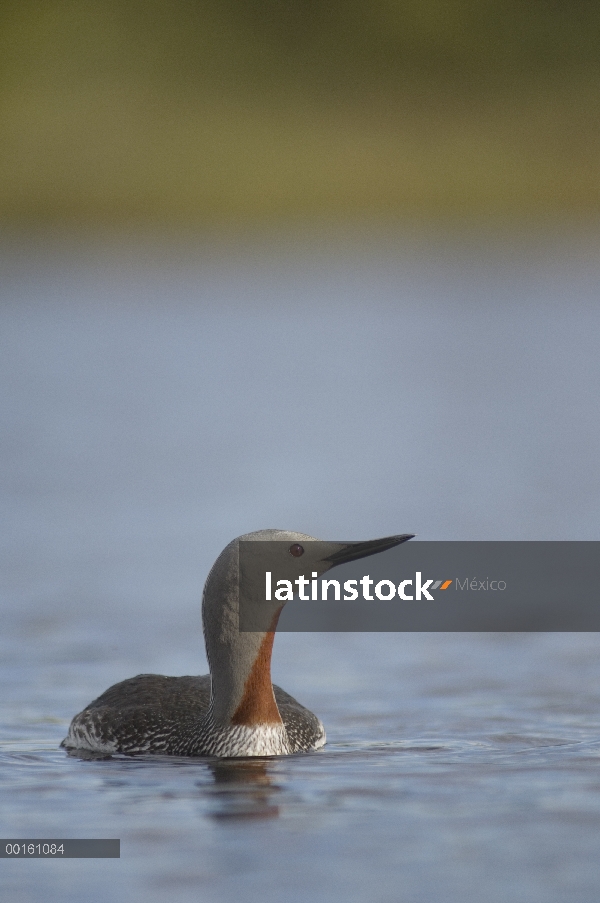 Garganta Roja Loon (Gavia stellata) en el agua, Alaska