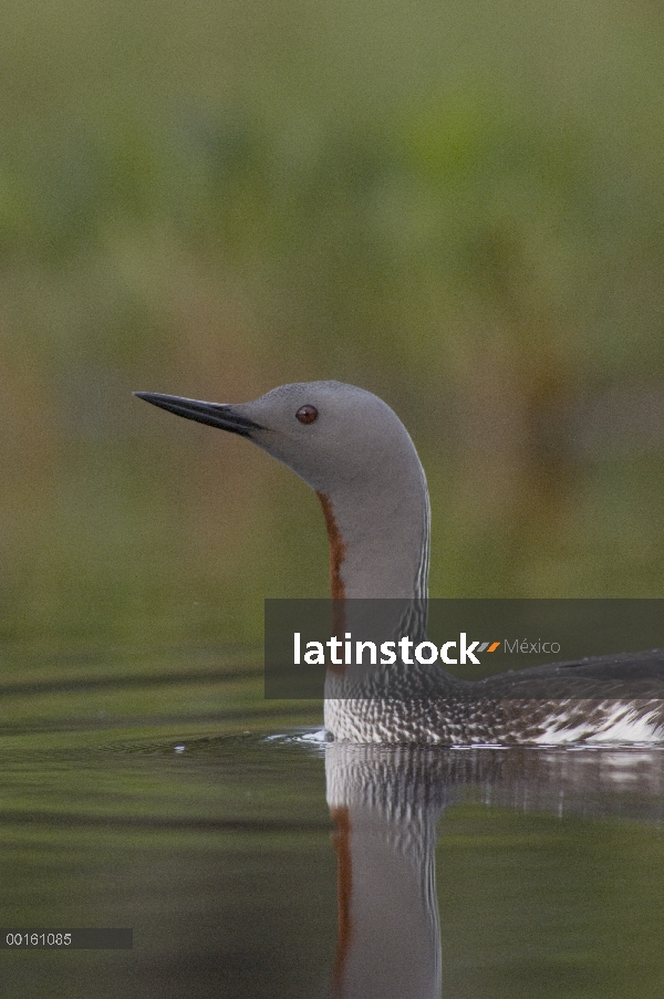 Garganta Roja Loon (Gavia stellata) en plumaje, Alaska de apareamiento