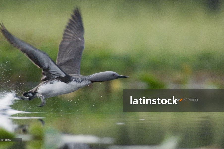 Garganta Roja Loon (Gavia stellata) tomando vuelo desde el agua, Alaska