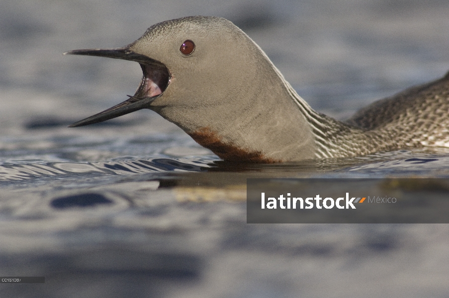 Garganta Roja Loon (Gavia stellata) llamando a defender territorio, Alaska