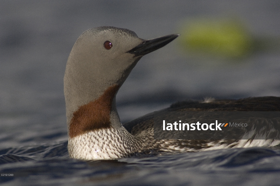 Garganta Roja Loon (Gavia stellata) en plumaje, Alaska de apareamiento