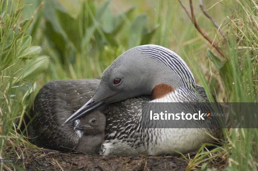 Garganta Roja Loon (Gavia stellata) con pollo de días en el nido, Alaska