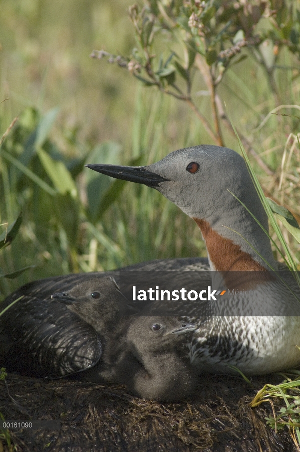 Garganta Roja Loon (Gavia stellata) con los pollitos de días en el nido, Alaska