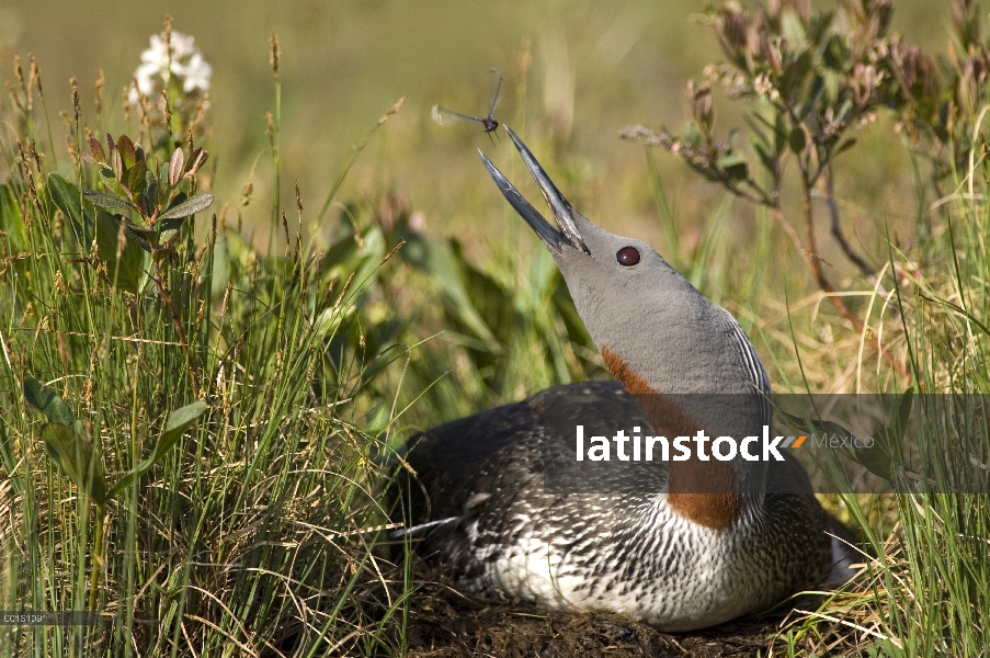 Garganta Roja Loon (Gavia stellata) encaje en el dragonfly mientras incuba los huevos en el nido, Al