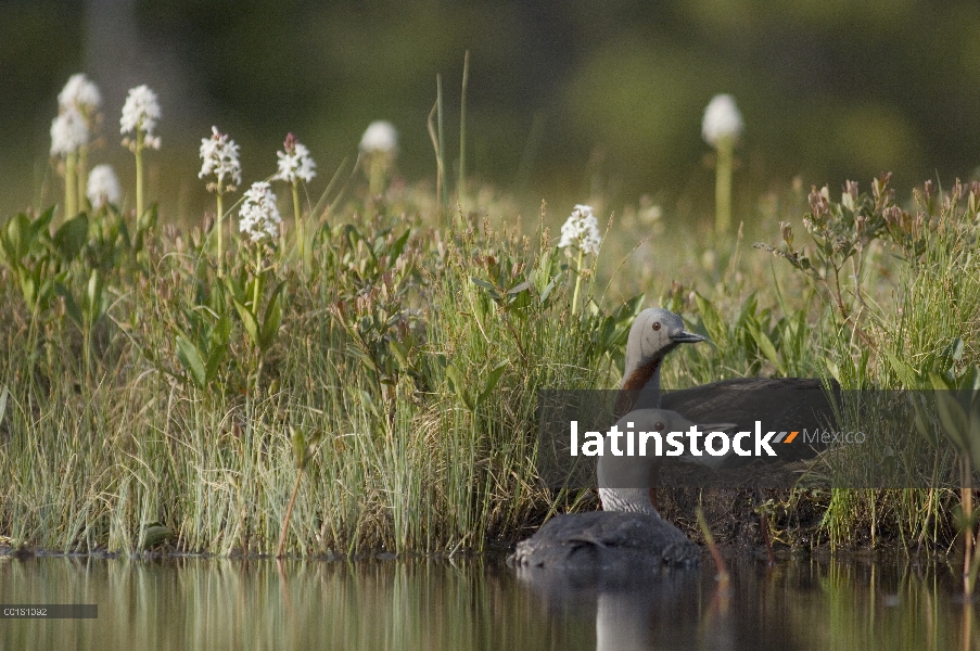 Par de Loon (Gavia stellata) Garganta roja con nido, Alaska