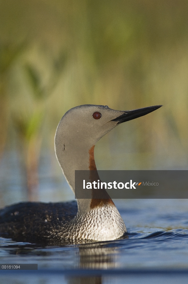 Garganta Roja Loon (Gavia stellata) en plumaje, Alaska de apareamiento