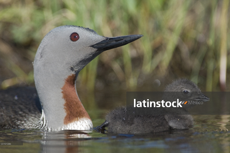 Garganta Roja Loon (Gavia stellata) con pollo en el agua, Alaska