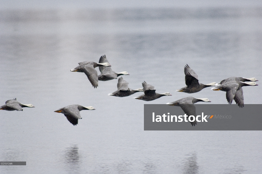 Rebaño de ganso emperador (Anser canagicus) volando sobre el agua, Alaska