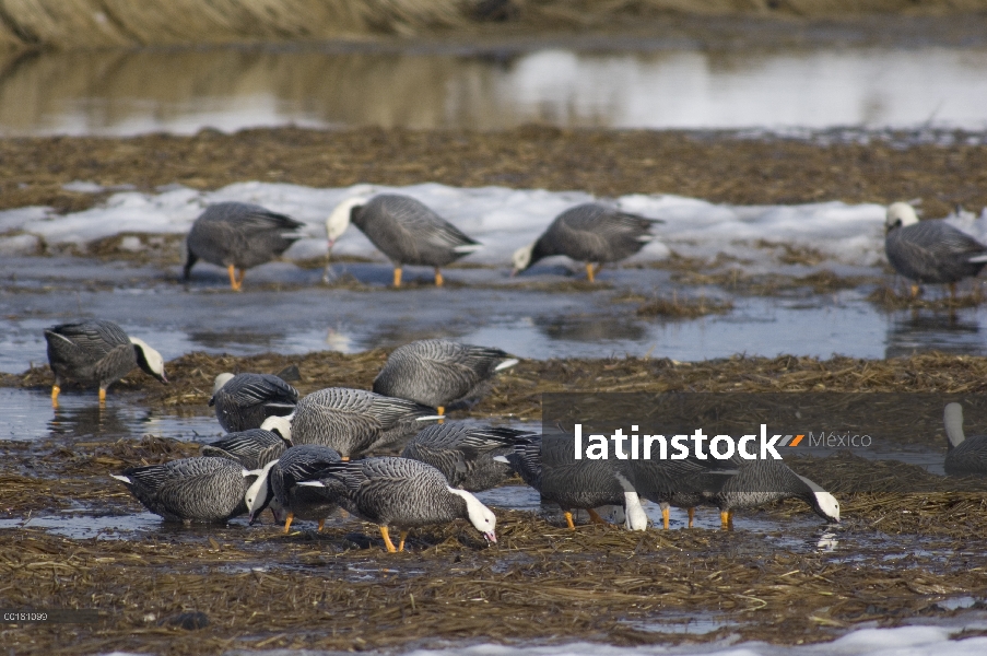 Grupo emperador ganso (Anser canagicus) alimentándose de hierbas de la orilla, Alaska