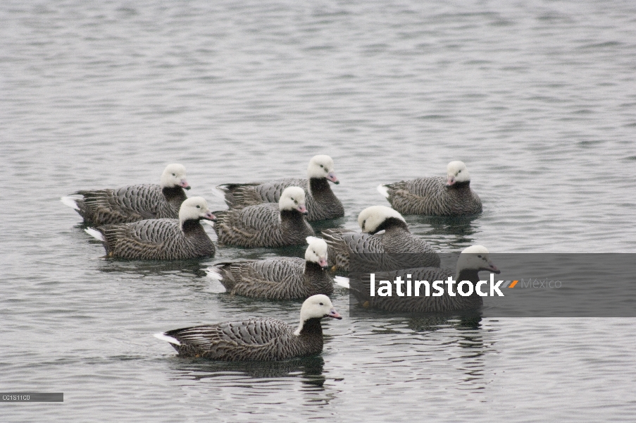 Grupo emperador ganso (Anser canagicus) en el agua, Alaska