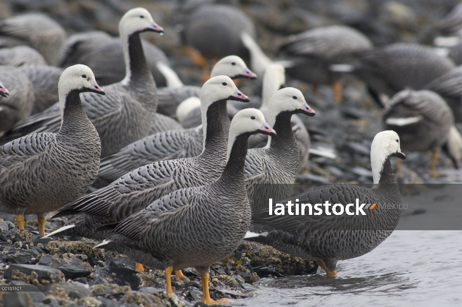 Grupo emperador ganso (Anser canagicus) al borde del agua, Alaska