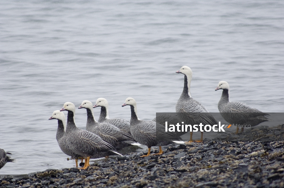 Grupo emperador ganso (Anser canagicus) al borde del agua, Alaska