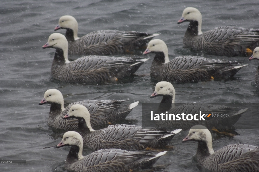 Grupo emperador ganso (Anser canagicus) en el agua, Alaska