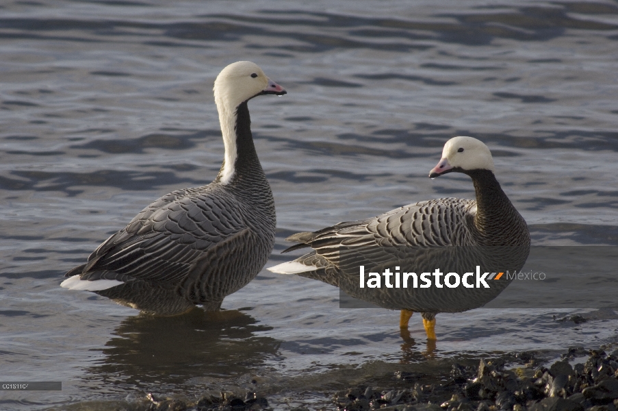 Par de emperador ganso (Anser canagicus) al borde del agua, Alaska