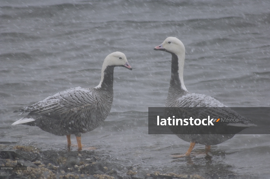 Par de emperador ganso (Anser canagicus) al borde del agua durante la tormenta de nieve, Alaska