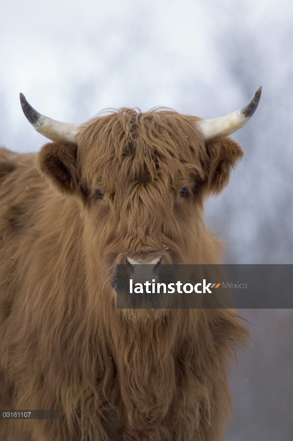 Ganado doméstico (Bos taurus), una raza highland, isla de Kodiak, Alaska