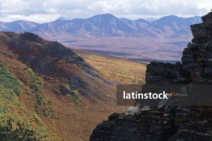 Ram de carneros de Dall (Ovis dalli) cama en el acantilado, Parque Nacional de Denali, Alaska