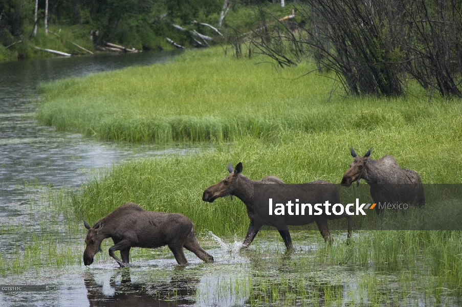 Alce de Alaska (Alces alces gigas) trío travesía río Alaska