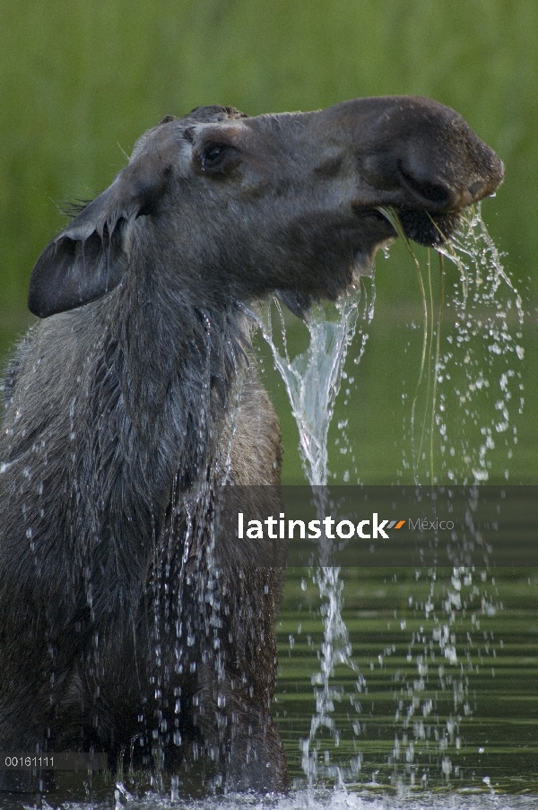 Mujer de alces de Alaska (Alces alces gigas) levantar la cabeza del agua, río Cheena, Alaska