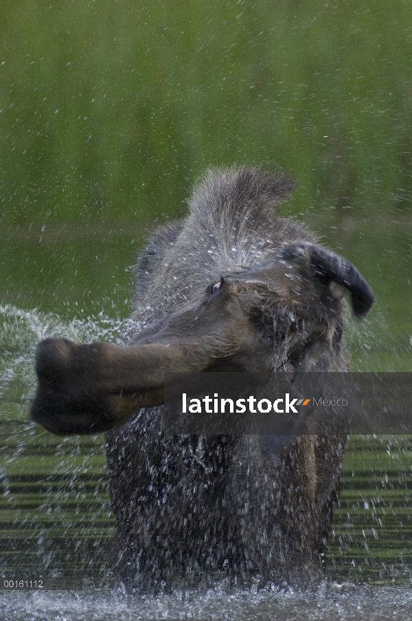 Mujer de alces de Alaska (Alces alces gigas) sacudiendo el agua después de comer, Río de Chena, Alas