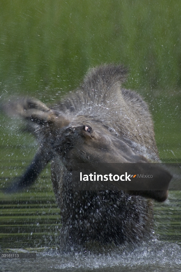 Mujer de alces de Alaska (Alces alces gigas) sacudiendo el agua después de comer, Río de Chena, Alas