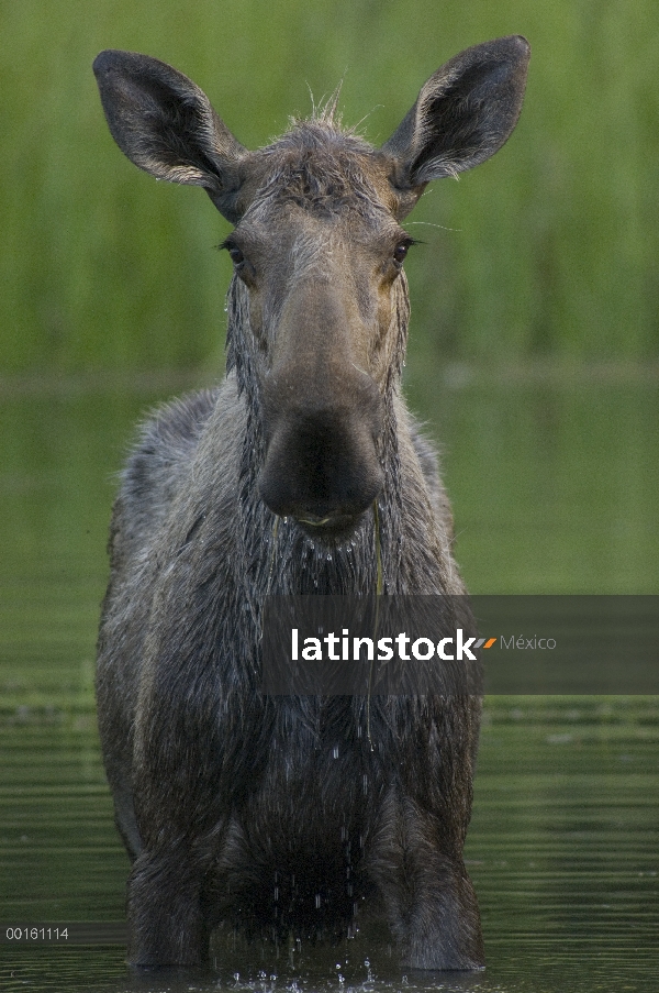 Mujer de alces de Alaska (Alces alces gigas), Río de Chena, Alaska