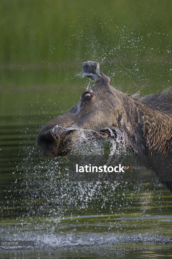 Mujer de alces de Alaska (Alces alces gigas) sacudiendo el agua después de comer, Río de Chena, Alas