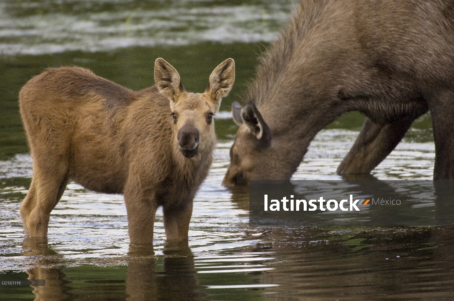 Alce de Alaska (Alces alces gigas) madre y el becerro, Río de Chena, Alaska