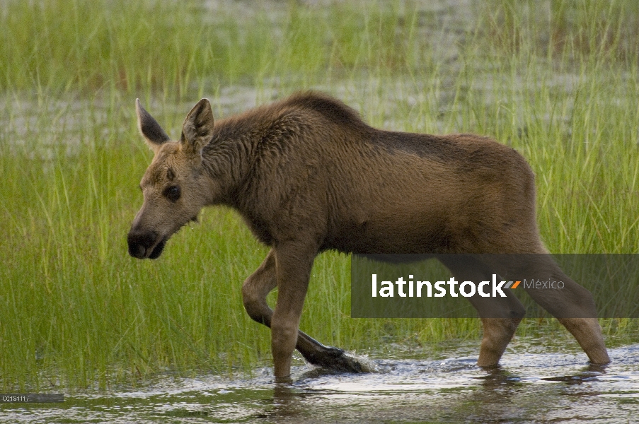 Becerro de los alces de Alaska (Alces alces gigas) a dos meses de edad, Río de Chena, Alaska