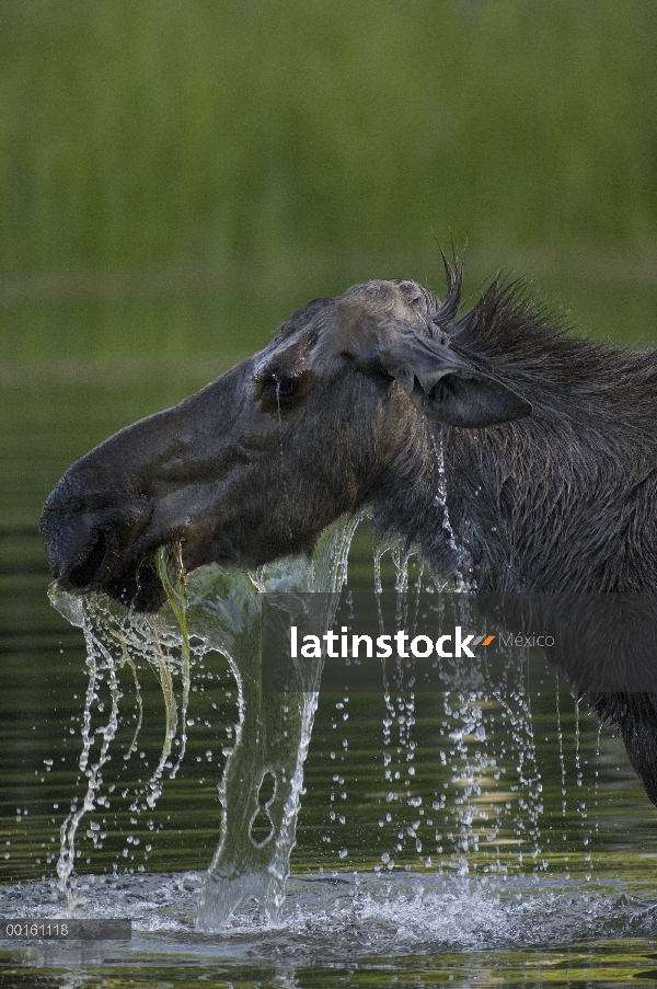 Hembra de alces de Alaska (Alces alces gigas) con el agua que gotea de la cara después de comer, Ala