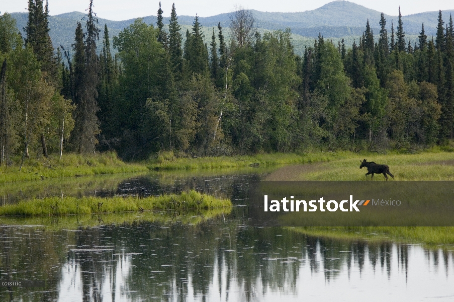 Toro juvenil Alaska alces (Alces alces gigas) en el paisaje, el río de Chena, Alaska