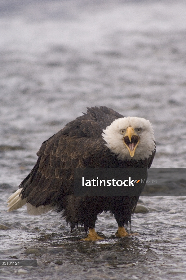 Águila calva (Haliaeetus leucocephalus) llamar, Alaska