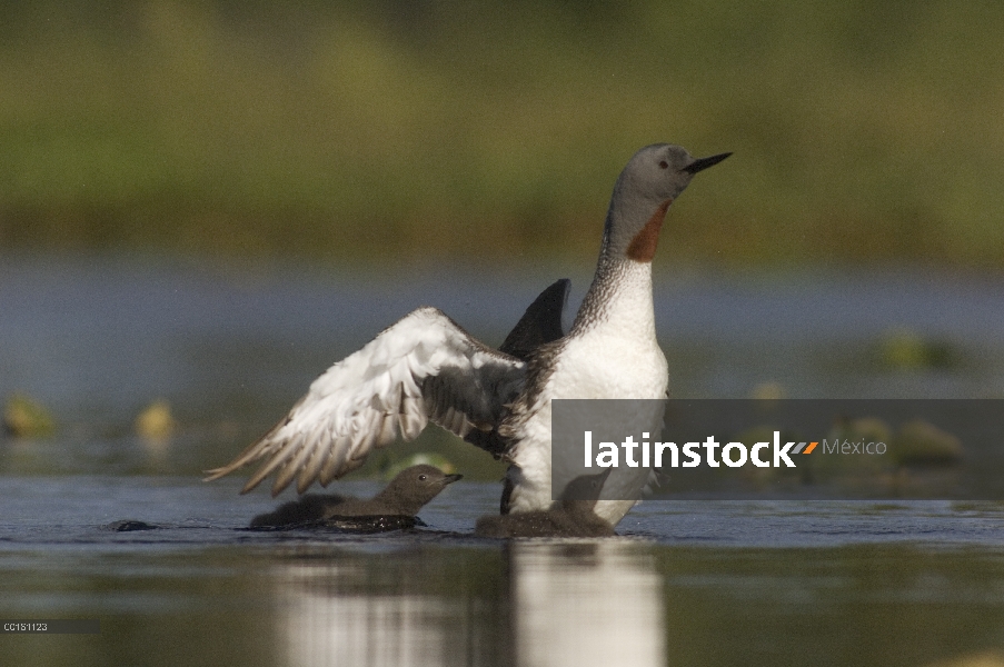 Padre de Loon (Gavia stellata) Garganta roja con pollitos, Alaska