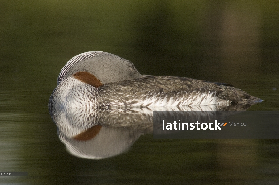 Garganta Roja Loon (Gavia stellata) durmiendo en el agua, Alaska